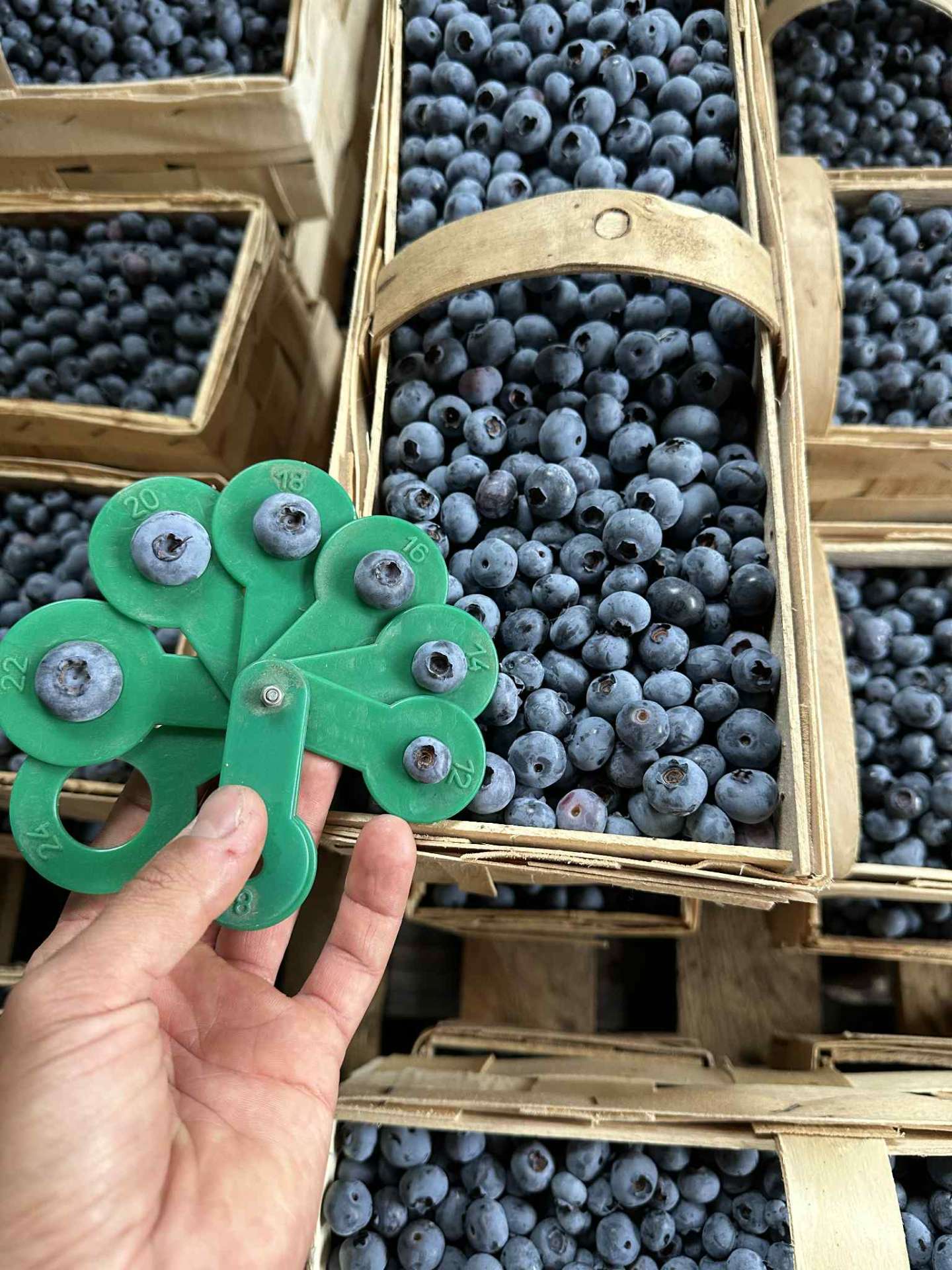 Crates of freshly picked blueberries with a green grading tool held in the foreground.